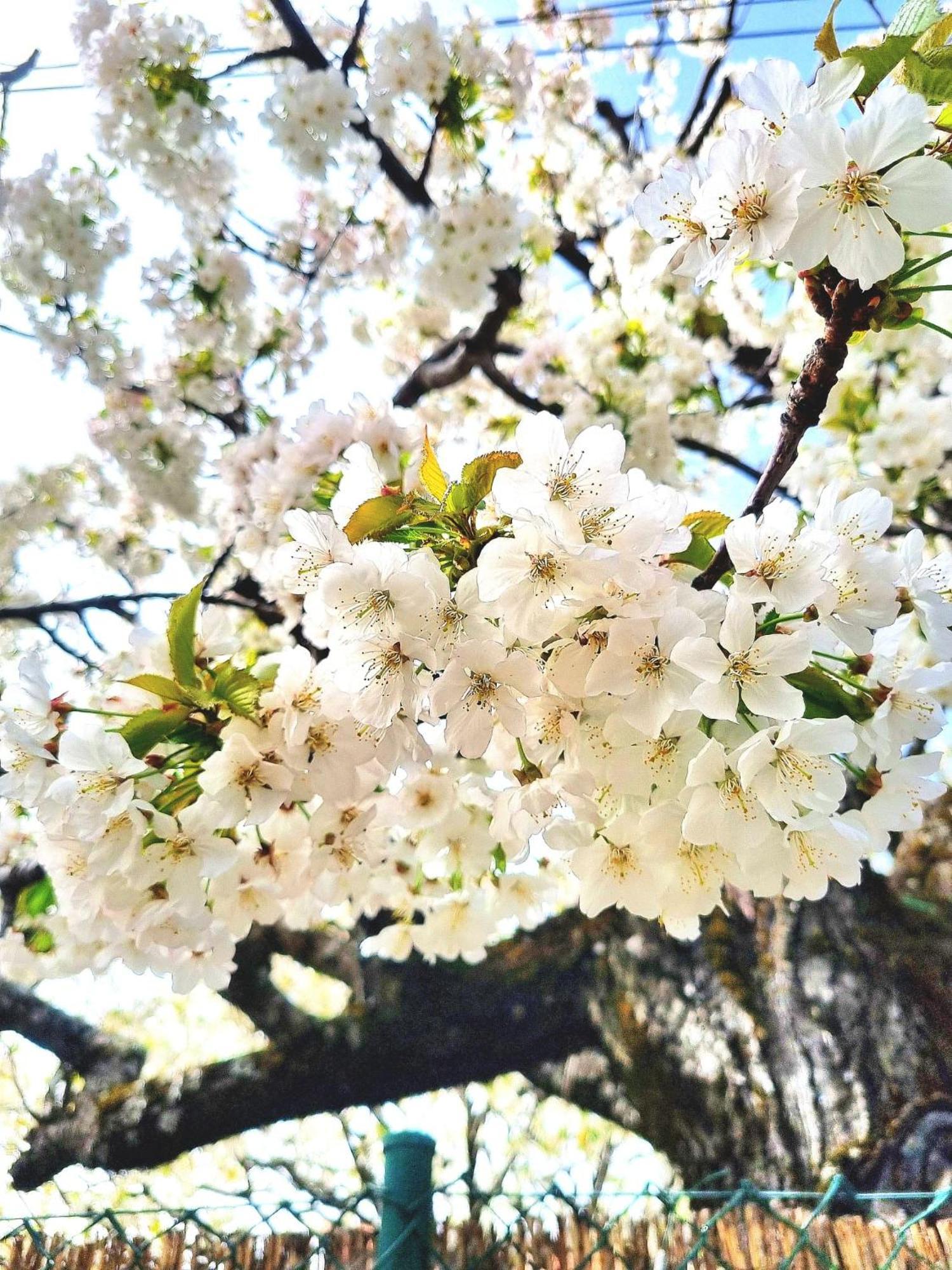 Albareilla By #Cherrygredos Ελ Αρενάλ Εξωτερικό φωτογραφία