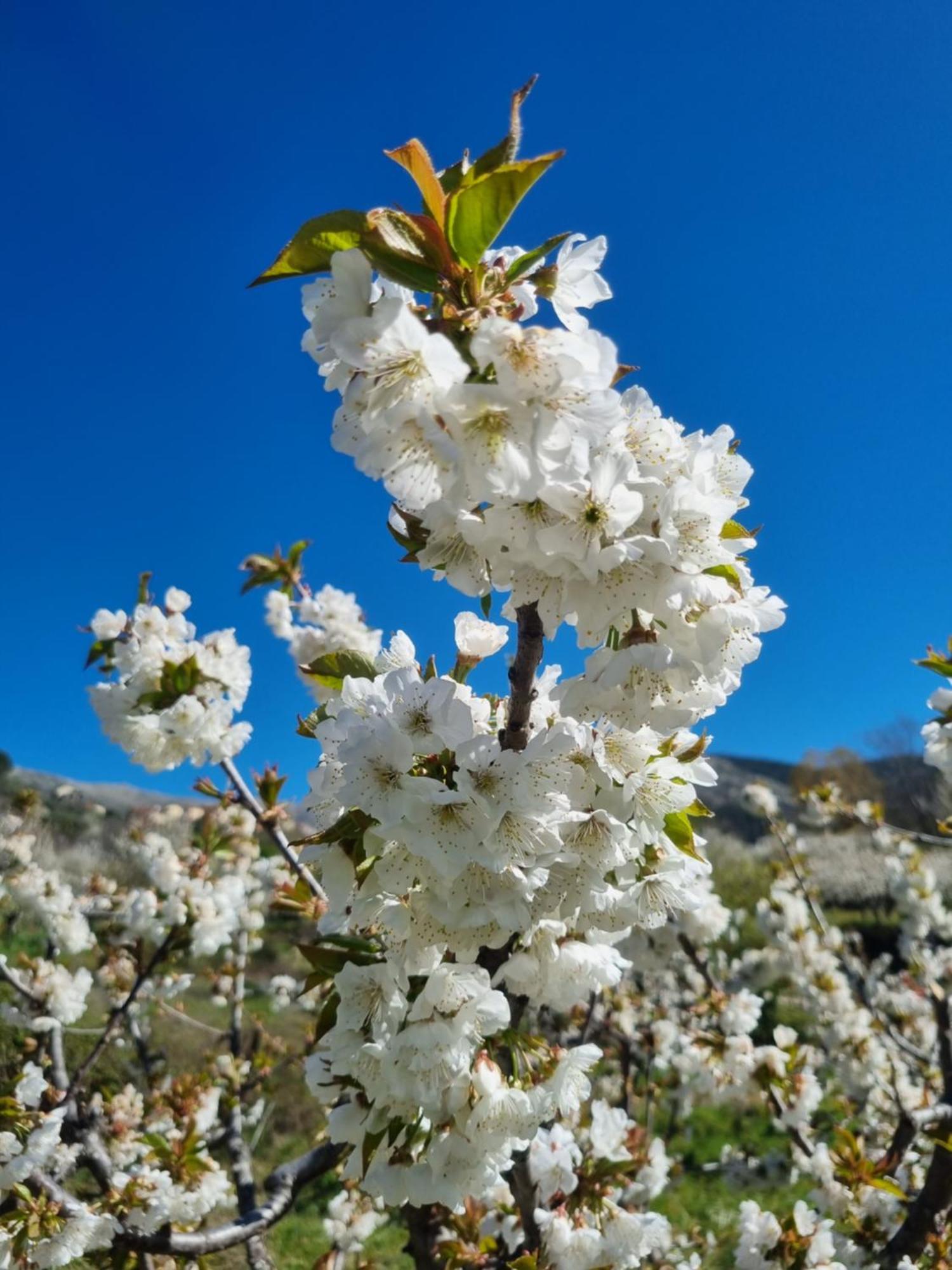 Albareilla By #Cherrygredos Ελ Αρενάλ Εξωτερικό φωτογραφία
